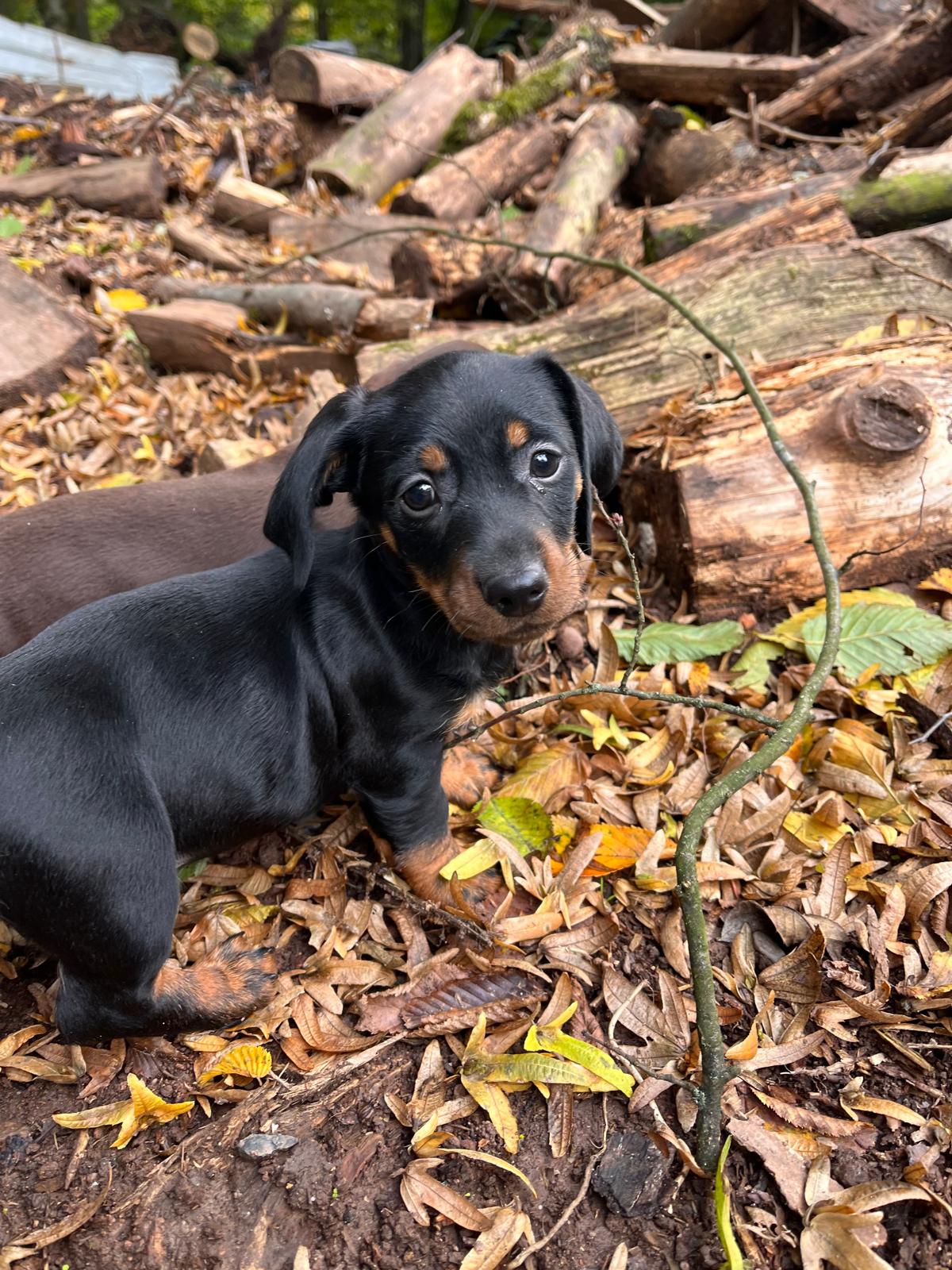 Dackel Impressionen Deutschland