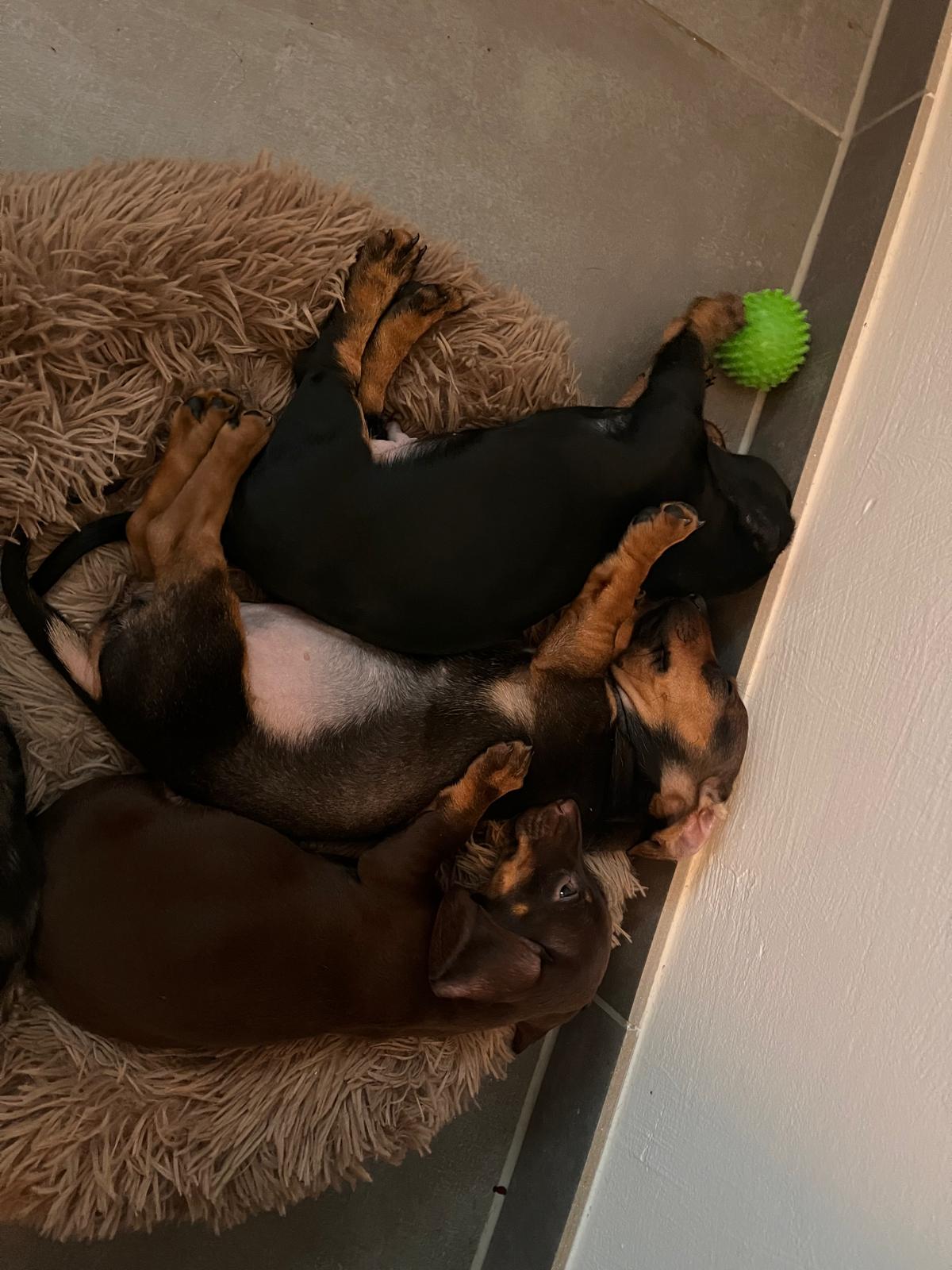 Dackel liebevolle Aufzucht