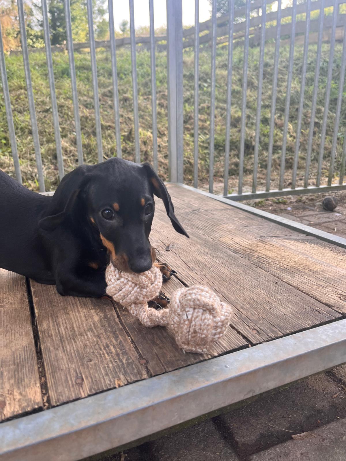 Dackelwelpen im Familienumfeld