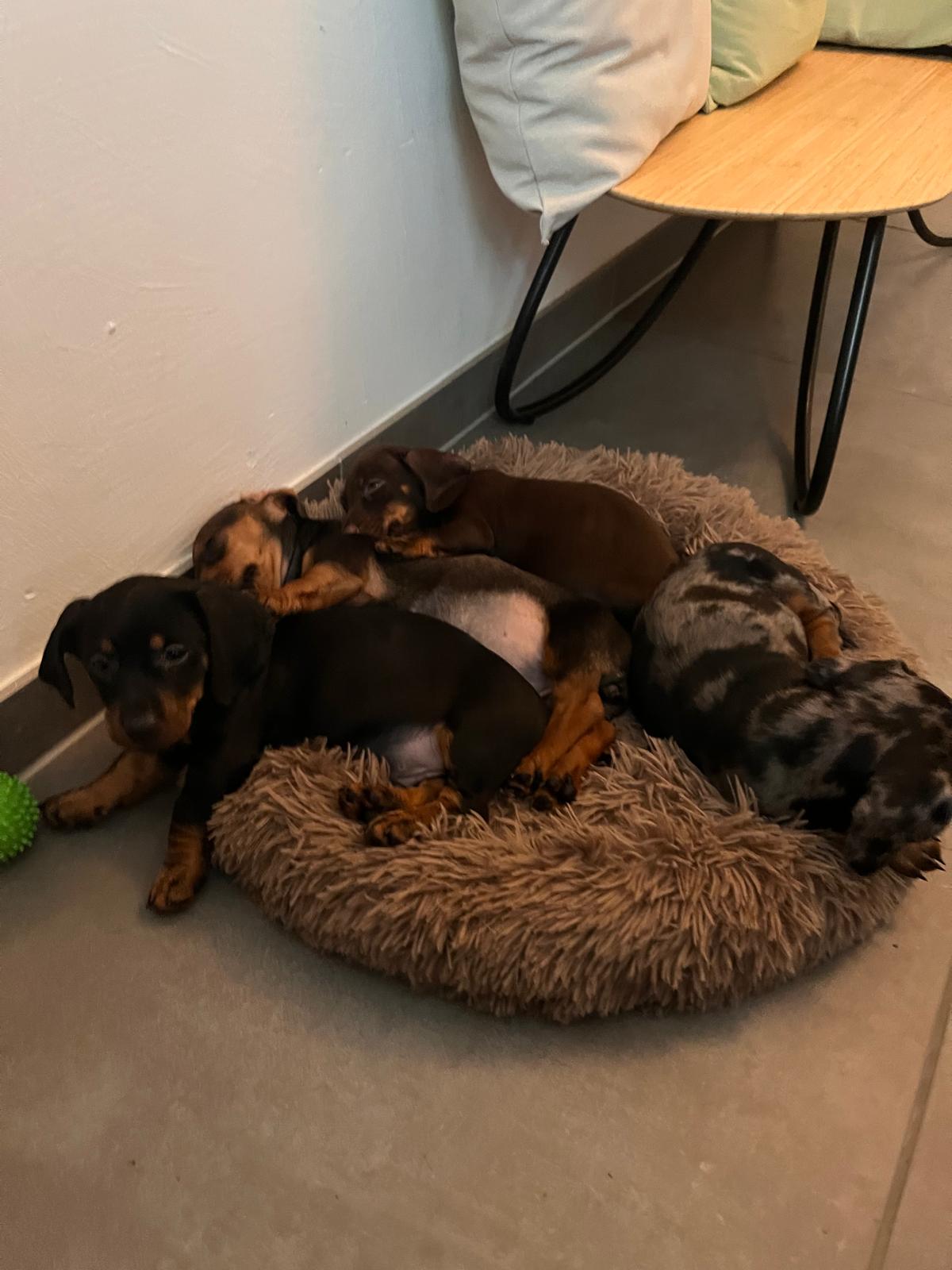 Dackel Impressionen aus der Zucht